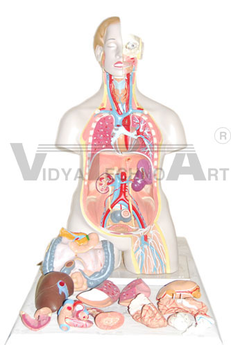 85CM sexless torso 20 parts